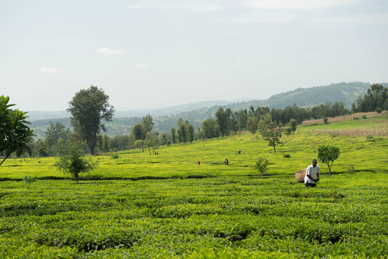 Ajiri Tea