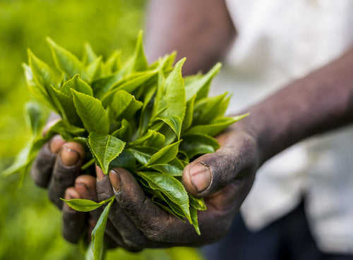 Hands holding freshly picked tea leaves in the Kisii Hills of western Kenya